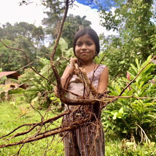 kichwa children collecting sananga uchu sanango root