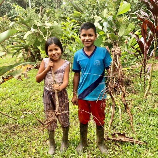 kichwa children collecting sananga uchu sanango root