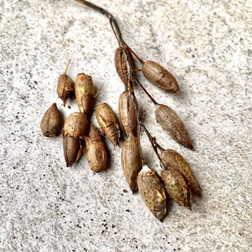 jungle mapacho nicotiana rustica tobacco seeds shaman