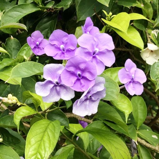 brunfelsia grandiflora chiric sanango chiric waysa