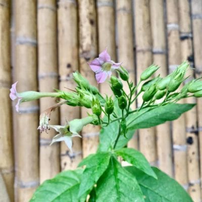 mapacho seeds jungle tobacco nicotiana rustica