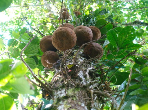 ayahuma coroupita guianensis bark llushtunda llushtinda ecuador bala de canon lynčatovník