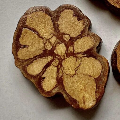Ayahuasca vine slice